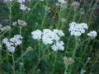 Achillea millefolium